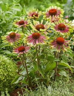 Menu Green Twister Coneflower