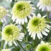 Menu Delicious Nougat Coneflower -Holland Bulb Farms 77559 echinacea delicious nouget
