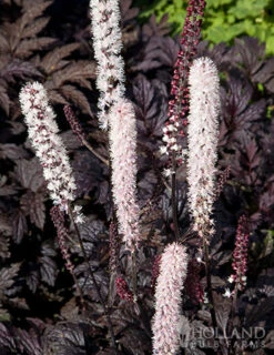 Menu Twilight And Light Shade Garden Collection 11 Menu Twilight And Light Shade Garden Collection -Holland Bulb Farms 77560 actaea chocoholic 1 1