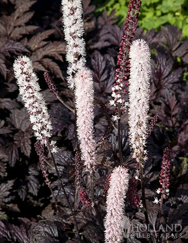 Menu Twilight And Light Shade Garden Collection 7 Menu Twilight And Light Shade Garden Collection - Image 5