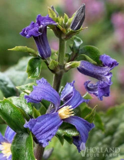 Menu China Purple Clematis -Holland Bulb Farms 77564 clematis china purple 2