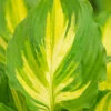Menu Lakeside Paisley Print Hosta -Holland Bulb Farms 77567 hosta lakeside paisley print 1