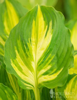 Menu Peppy Shade Garden Collection 15 Menu Peppy Shade Garden Collection -Holland Bulb Farms 77567 hosta lakeside paisley print