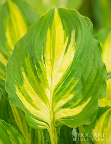 Menu Peppy Shade Garden Collection 9 Menu Peppy Shade Garden Collection - Image 7