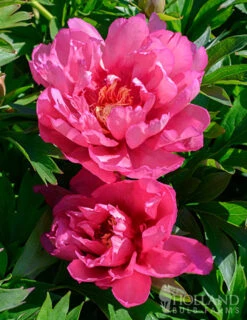 Menu Hillary Itoh Hybrid Peony -Holland Bulb Farms 77569 hillary peony 3