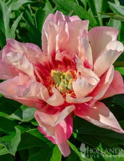 Menu Hillary Itoh Hybrid Peony -Holland Bulb Farms 77569 hillary peony 4