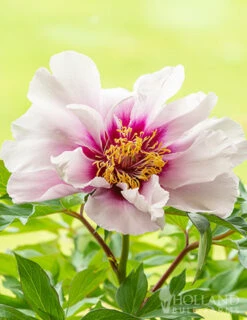 Menu Cora Louise Itoh Hybrid Peony 9 Menu Cora Louise Itoh Hybrid Peony -Holland Bulb Farms 77570 cora louise peony 4