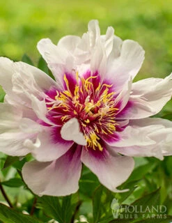 Menu Cora Louise Itoh Hybrid Peony 10 Menu Cora Louise Itoh Hybrid Peony -Holland Bulb Farms 77570 cora louise peony 6