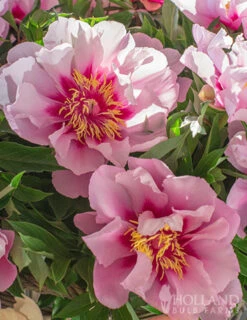 Menu Cora Louise Itoh Hybrid Peony 11 Menu Cora Louise Itoh Hybrid Peony -Holland Bulb Farms 77570 cora louise peony 7