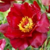 Menu Scarlet Heaven Itoh Hybrid Peony -Holland Bulb Farms 77571 scarlet heaven peony