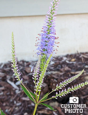 Menu Pollinator Pleaser Perennial Garden Collection 13 Menu Pollinator Pleaser Perennial Garden Collection - Image 11