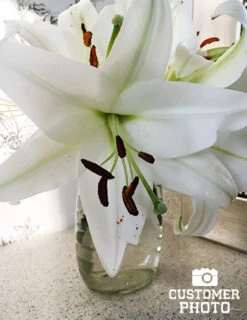 Menu Summer Moonlight Garden Flowers Collection -Holland Bulb Farms 77575 pretty woman orienpet lily 3 1