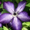 Menu Violet Stargazer Clematis -Holland Bulb Farms 77578 violet stargazer clematis