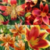 Menu Fiery Hot Lily Collection -Holland Bulb Farms 77580 fiery hot lily collection