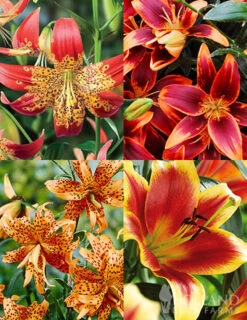 Menu Fiery Hot Lily Collection
