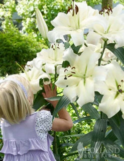 Menu Mixed High-Five Lilies 10 Menu Mixed High-Five Lilies -Holland Bulb Farms 77592 mixed high five lilies 3