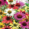 Menu Mixed Coneflower -Holland Bulb Farms 77593 mixed coneflower