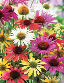 Menu Mixed Coneflower