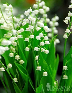 Menu Essential Perennial Garden Collection -Holland Bulb Farms 77595 lily of the valley 2