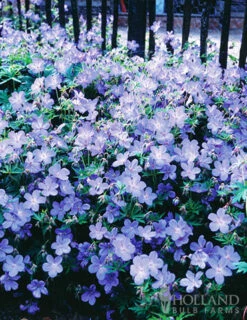Menu Essential Perennial Garden Collection -Holland Bulb Farms 77596 hardy blue geranium 1