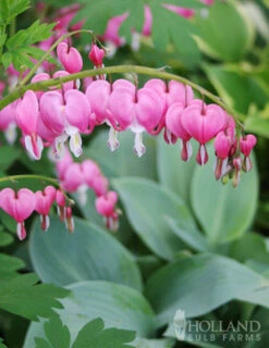 Menu Essential Perennial Garden Collection -Holland Bulb Farms 77597 bleeding hearts