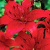 Menu Red Asiatic Lily 2 Menu Red Asiatic Lily -Holland Bulb Farms 77598 red asiatic lily