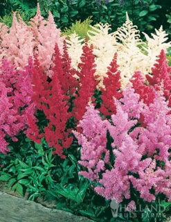 Menu Essential Perennial Garden Collection -Holland Bulb Farms 77599 mixed astilbe 1