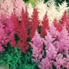 Menu Mixed Astilbe 1 Menu Mixed Astilbe -Holland Bulb Farms 77599 mixed astilbe