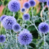Menu Blue Globe Thistle 1 Menu Blue Globe Thistle -Holland Bulb Farms 77600 blue globe thistle