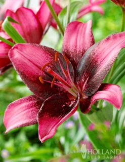 Menu Purple Eye Asiatic Lily