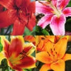 Menu Lily Sampler Collection -Holland Bulb Farms 77605 lily sampler collection