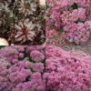 Menu Sizzling Sedum Sampler Collection -Holland Bulb Farms 77606 sizzling sedum sampler collection