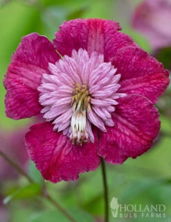 Menu Avant Garde Clematis