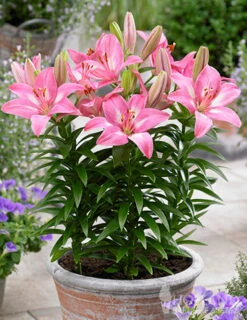 Menu Pinky Winkey Summer Collection -Holland Bulb Farms 77610 rozalynn asiatic lily 2