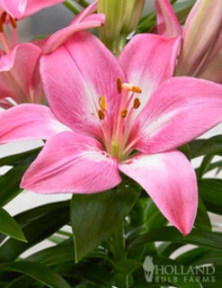 Menu Pinky Winkey Summer Collection -Holland Bulb Farms 77610 rozalynn asiatic lily