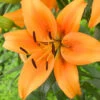 Menu Sunset Boulevard Oriental Lily -Holland Bulb Farms 77611 sunset boulevard oriental lilies 2