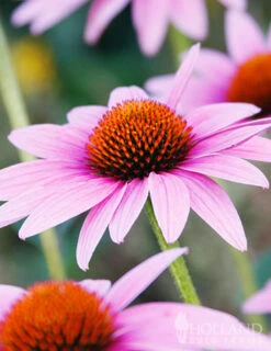 Menu Perennial Pollinator Blend -Holland Bulb Farms 77612 perennial pollinator blend 2