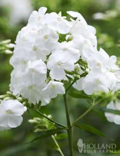 Menu Perennial Pollinator Blend -Holland Bulb Farms 77612 perennial pollinator blend 3