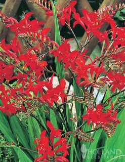 Menu Perennial Pollinator Blend -Holland Bulb Farms 77612 perennial pollinator blend 4