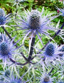 Menu Perennial Pollinator Blend -Holland Bulb Farms 77612 perennial pollinator blend 5