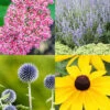 Menu Drought Tolerant Perennial Garden Collection -Holland Bulb Farms 77615 drought tolerant perennial garden