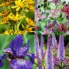 Menu Moisture Tolerant Perennials Collection -Holland Bulb Farms 77616 moisture tolerant perennials collection