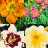 Menu Re-Blooming Daylily Collection