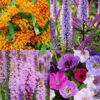 Menu Pollinator Pleaser Perennial Garden Collection -Holland Bulb Farms 77622 pollinator pleaser garden collection