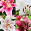Menu Pink And Purple Star Lily Collection -Holland Bulb Farms 77626 pink and white collection 2