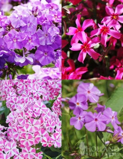 Menu Tall Phlox Collection
