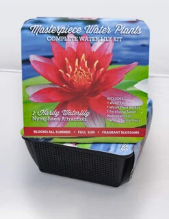 Menu Red Water Lily -Holland Bulb Farms 78100 red water lily 2