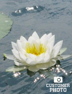 Menu White Water Lily -Holland Bulb Farms 78101 white water lily 3