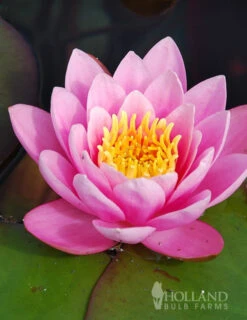 Menu Pink Water Lily