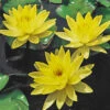 Menu Yellow Water Lily -Holland Bulb Farms 78103 yellow water lily
